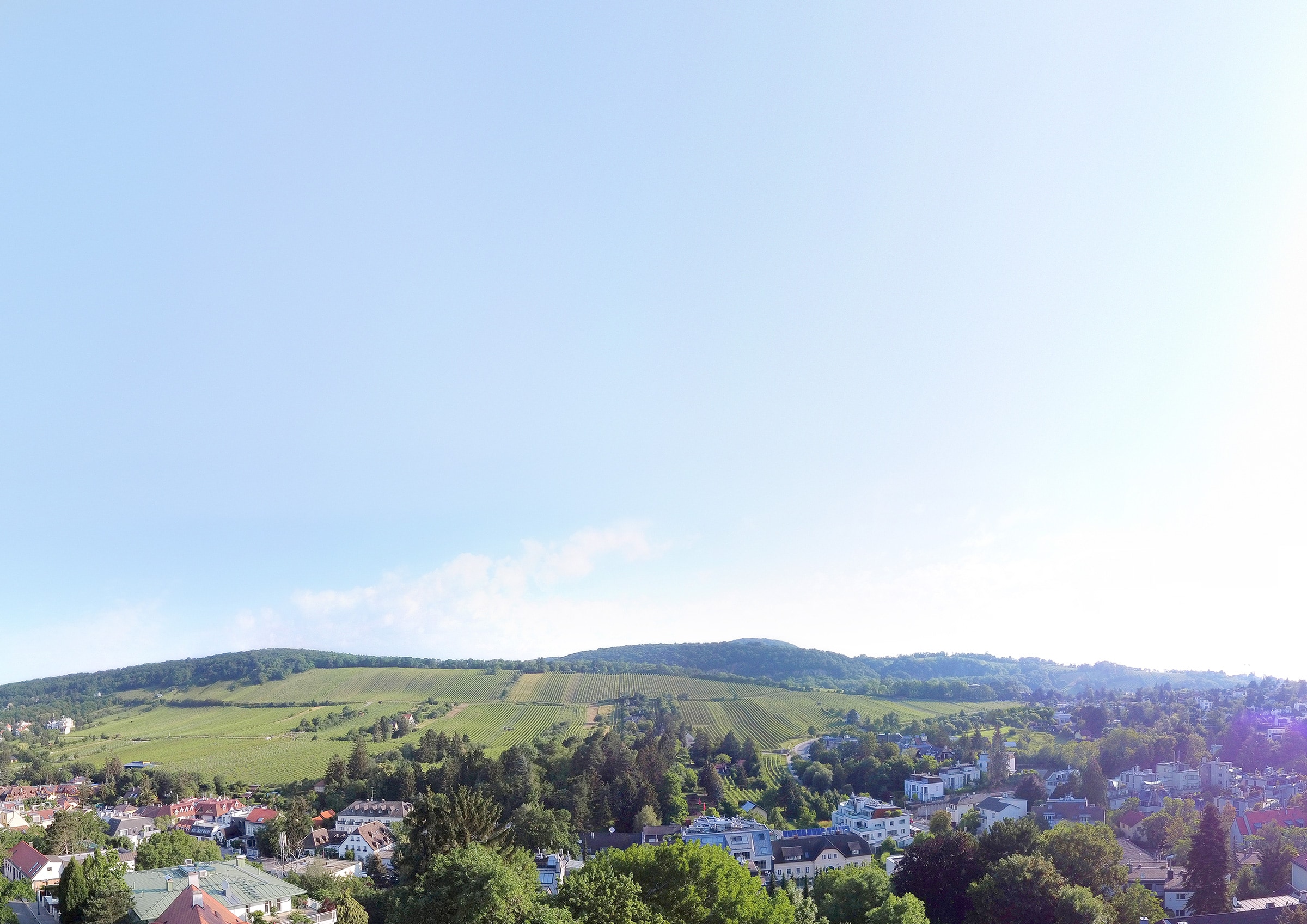 Rebenblick