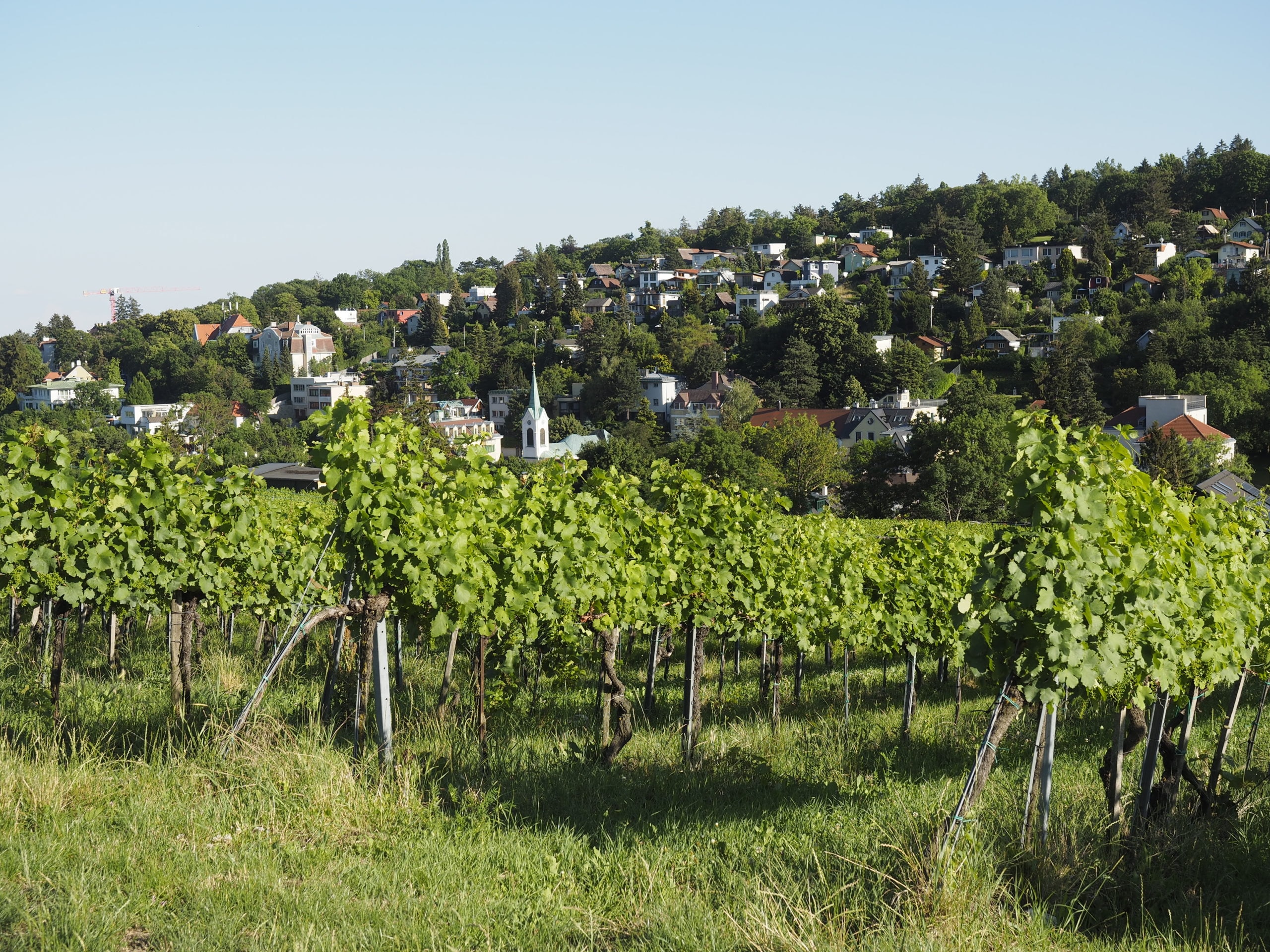 Rebenblick