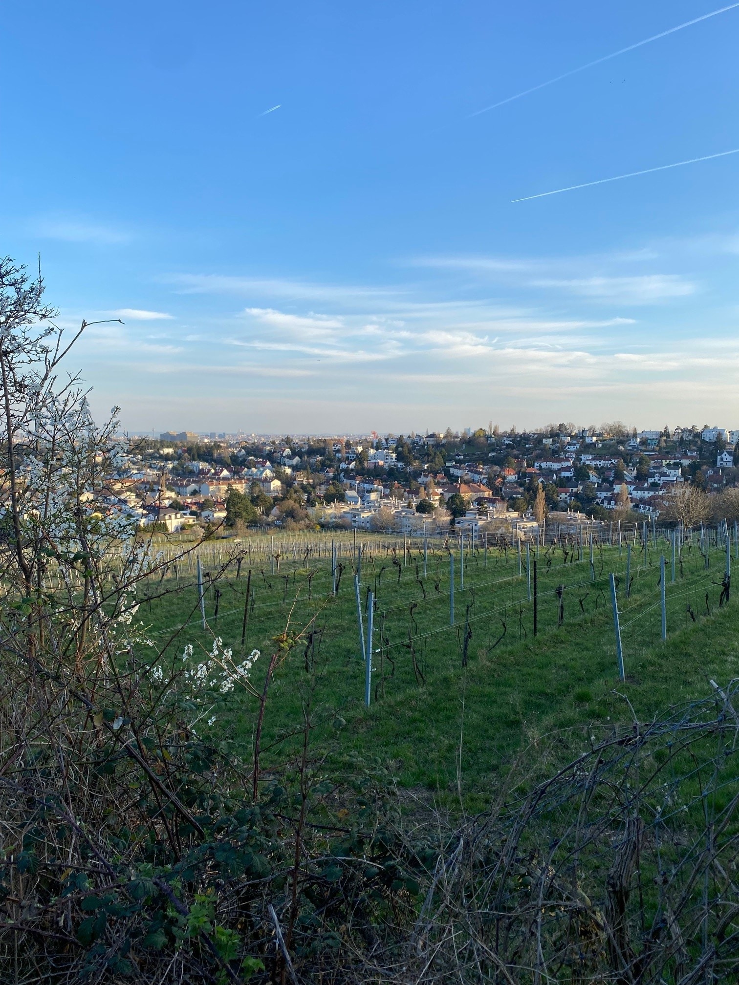 Weinberggasse 79